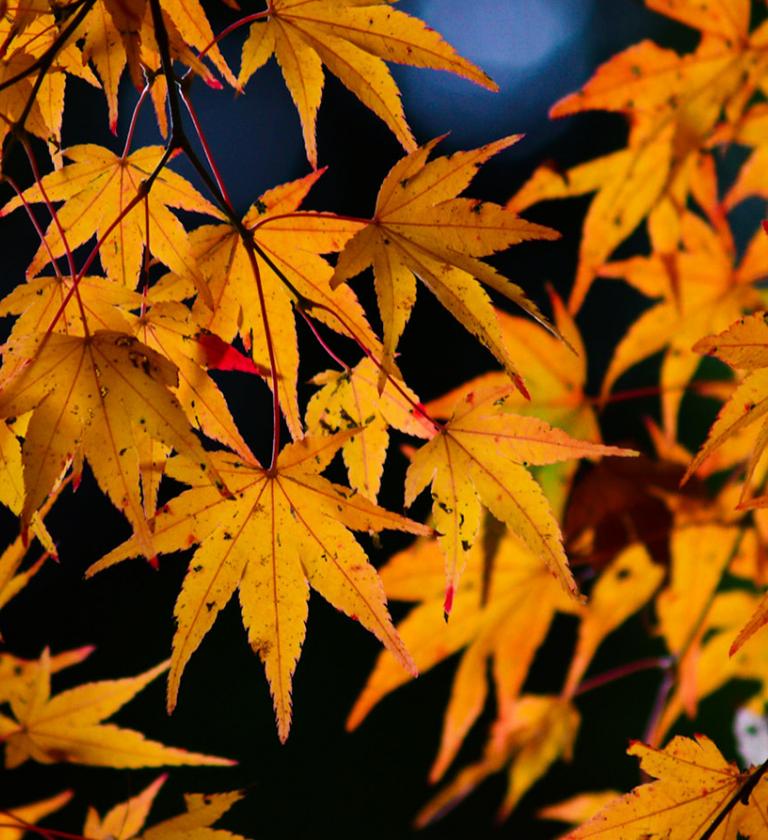 Autumnal orange leaves on a tree